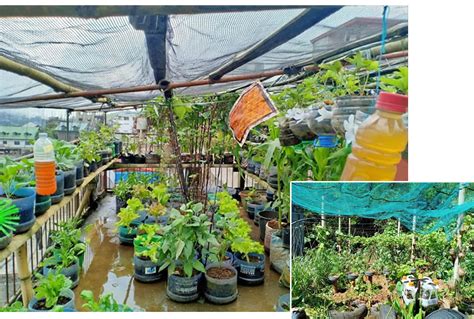 How a Garden Became a Philippines Coronavirus Response.